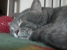 Крякающий кот стал звездой Интернета