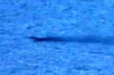 Лохнесское чудовище сняли на камеру