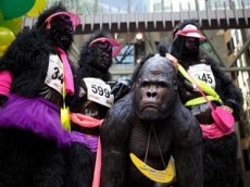 В Лондоне состоялся забег диких горилл