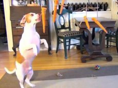 Видео с биглем и летающими морковками стало хитом