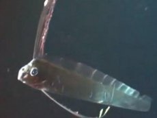 Ученые засняли на видео гигантского «морского змея»