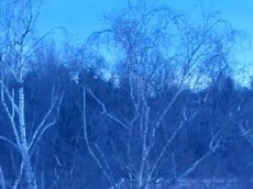 Странные звуки взбудоражили жителей канадского города