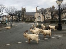 Tesla Model S сразилась в гонке с лошадью