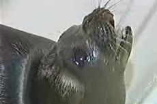 Тюлень поселился в городской квартире