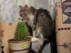 Кот ест … кактус!