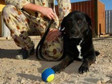 Пропавшая без вести в Афганистане собака нашлась спустя 14 месяцев