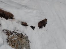 Видео про медвежонка, который спешит к матери, стало вирусным