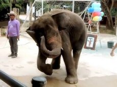 Тайский танцующий слонёнок стал звездой соцсетей