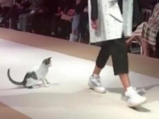 Кошка вышла на подиум во время модного показа Christian Dior