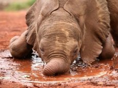 Спасение слоненка из грязевой ямы в Индии