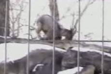 В зоопарке Калгари повесился "редкостный" козел