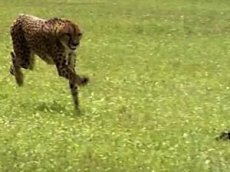 Гепард поставил мировой рекорд по бегу