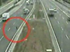 На оживленной автомагистрали собака спасала собаку