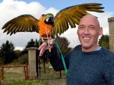 Попугай танцует рок-н-ролл и пьет пиво