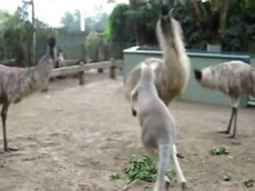 Кенгуру против страуса эму