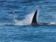 Акула выбросилась на пляж и атаковала туристов