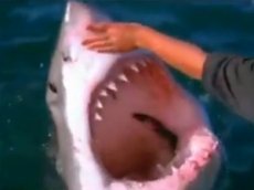 Рыбак "приручил" акулу