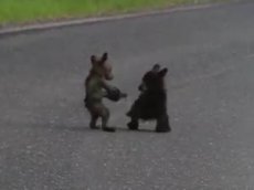 Медвежата играют на дороге