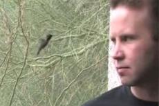 Неизвестный вид колибри обнаружен в Колумбии