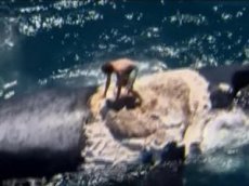 Австралиец прыгнул к акулам, чтобы спасти кита