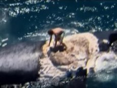 Австралиец прыгнул к акулам, чтобы спасти кита