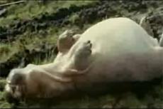 В Конго сотнями истребляют бегемотов