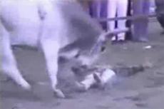 В Мексике во время народных гуляний бешеный бык затоптал наездника