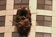 Человек пожелал стать ласточкой и свил гнездо