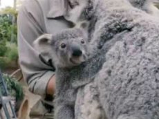 Детеныш коалы впервые вылез из маминой сумки