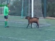 Козел трижды прервал футбольный матч