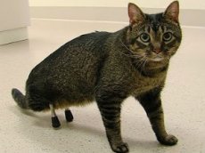 Кот получил титановые протезы вместо задних лап