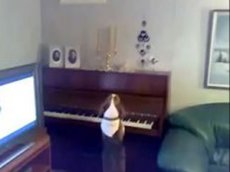 Собака играет на пианино и поет