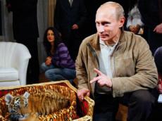 Путин показал журналистам уссурийского тигра, подаренного на день рождения