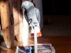 Электрический скутер для попугая