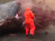 На Фарерских островах взорвался кит