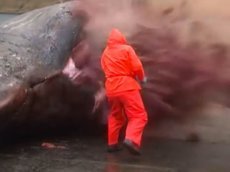 На Фарерских островах взорвался кит