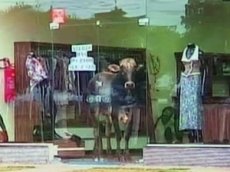 В Бразилии бык спрятался в магазине одежды