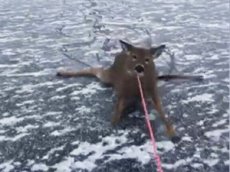 Канадец спас на замерзшем озере трех оленей