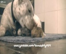 Питбуль подружился с … кроликом!