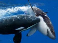 В США сняли на видео нападение косаток на акул