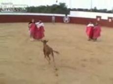 Школа будущих матадоров: все по-взрослому