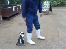 Самка пингвина, влюбленная в работника зоопарка, взорвала YouTube
