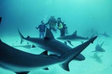 Нашествие акул на испанских пляжах
