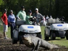 Трехлапый аллигатор посетил турнир по гольфу