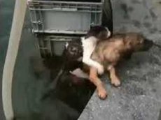 Собака спасла тонувшую кошку, вытащив ее из воды