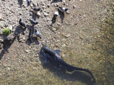 Сомы охотятся на … птиц!