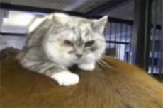 Пони и кошка — друзья навеки