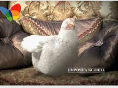 Ксения Собчак теперь не лошадь, а курица