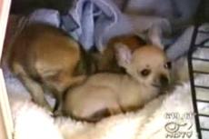 В Иллинойсе родилась собачка без передних лапок