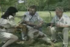 Собака укусила телеведущую в прямом эфире